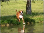 toujours angus sur l'eau boxer - Boxer