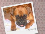 BENJI mon boxer d'amour - Boxer