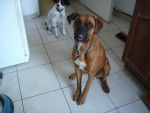 Boxer Cali - Boxer