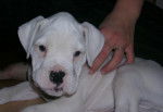 Maya notre boxer blanc - Boxer