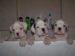 Bébés boxers au bain - Boxer