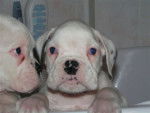 Bébé boxer (suite) - Boxer