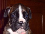mini boxer! - Boxer