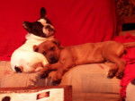 bouledogue et boxer/rott - Boxer