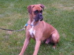 Rusty - Boxer Mâle (4 mois)