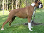 Kina - Boxer Femelle (5 mois)
