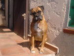 boxer lola - Boxer