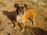 boxer lola - Boxer