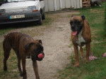 boxer - Boxer