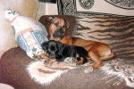 anakin rotweiller croisé boxer et son fils fadil - Boxer