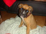 Fanta - Boxer de 2 mois - Boxer (2 mois)