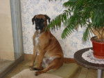 boxer cayenne - Boxer