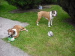 boxer , charlotte et dick récréation ballon lol - Boxer