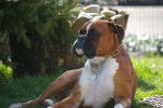 Vasco 3 ans et demi - Boxer (3 ans et demi)