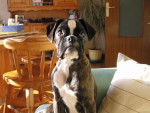 Brooklyn des Gardiens de la Nole a 5 mois - Boxer (5 mois)