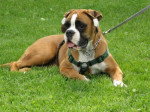 Chana de la Demeure Ballanaise 8 mois - Boxer (8 mois)