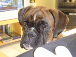 Farga du Haras de l'Etoile a 18 mois - Boxer (1 an et demi)