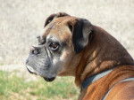 Mickey 10 ans - Boxer (10 ans)