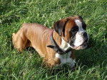 Uxen des gardiens de la louviere 4 ans 1/2 - Boxer (4 ans et demi)