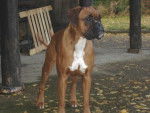 Bora of gypsy the dog at golden eyes 2 ans - Boxer (2 ans)