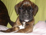 Dipsie des fideles compagnons d'uxen 2 mois - Boxer (2 mois)