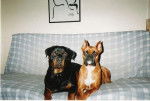 Brindille et Max - Boxer
