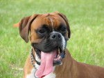 Arnac Du Clos Sweetie 10 mois - Boxer (10 mois)