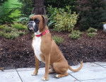 Arnac Du Clos Sweetie 2 ans - Boxer (2 ans)