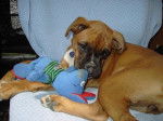 Bahia 5 mois - Boxer (5 mois)