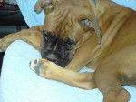 Bahia 5 mois - Boxer (5 mois)