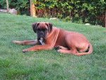 Denfer 5 mois - Boxer (5 mois)