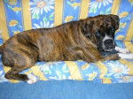 Photo de Boxer : Body 2 ans - Boxer (2 ans)
