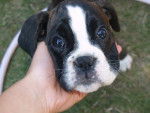Dinky 2 mois - Boxer (2 mois)