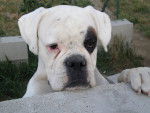 Photo de Boxer : Belle - Boxer