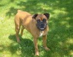 Nandi - Chienne Boxer - Boxer