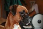 Cisca photo femelle Boxer - Boxer