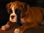Boxer, 5 mois : Luna - Boxer (5 mois)
