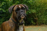 Chelsea, Beau Boxer Bringué femelle de 3 ans - Boxer (3 ans)