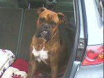 Tao en voiture - Boxer