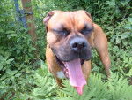 Buffy - Boxer Femelle (4 ans)