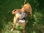 Buffy - Boxer Femelle (4 ans)