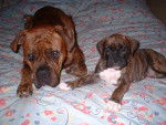 Outch et tess - Boxer
