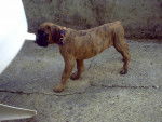 Photo Boxer Mâle