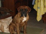 Photo Boxer Mâle (8 mois)