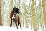 Un Boxer en promenade en foret
