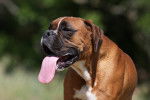 Un boxer avec la langue pendue