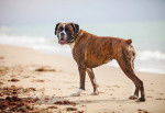 Un Boxer en promenade sur une plage
