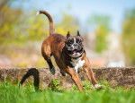 Un Boxer en train de sauter par dessus un petit muret en pierre