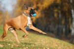 Un Boxer en train de courir avec une balle en plastique dans la gueule