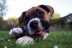 Un Boxer en train de mordiller un bâton